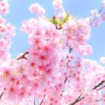 八段以上取得者への教室からプレゼント！